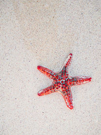 Starfish in ocean