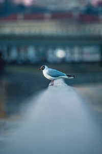 Seagull perching on a sea