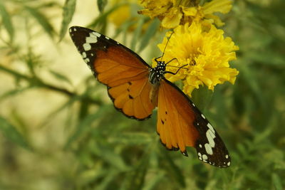 Butterfly on yellow flower