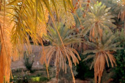 Close-up of pine trees on field