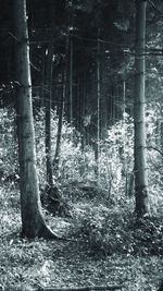 Trees growing in forest