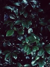 Full frame shot of leaves floating on water