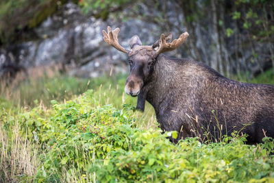 Moose standing on field