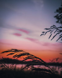 Low angle view of plants against orange sky