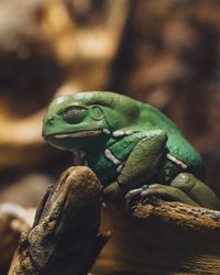 Close-up of frog on tree