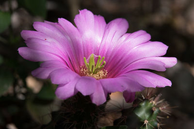 Close-up of pink flower