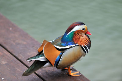 Close-up of bird perching on water