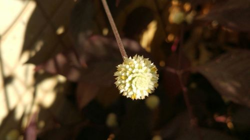 Close-up of yellow flower