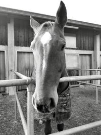 Horse standing in stable