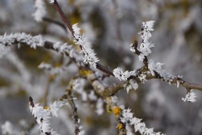 Close-up of frozen plant during winter