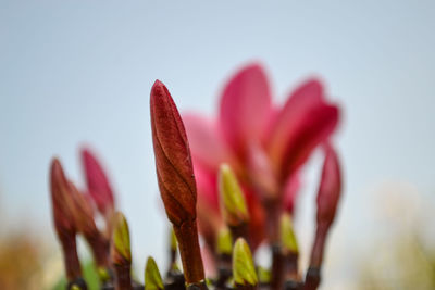 Close-up of flowering plant against clear sky