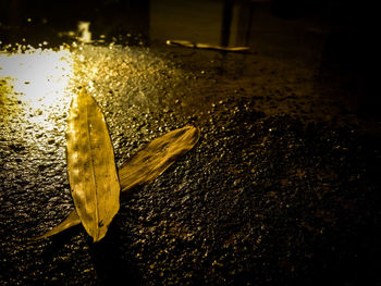 High angle view of wet leaf at night