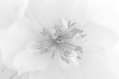 Close-up of white flower