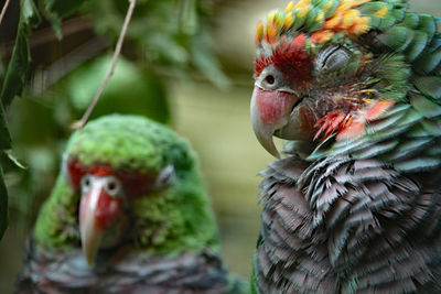 Close-up of parrot