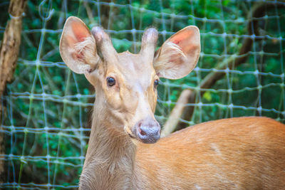 Close-up portrait of deer