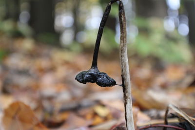 Close-up of black beetle on field