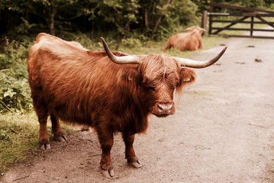 Lion standing on field