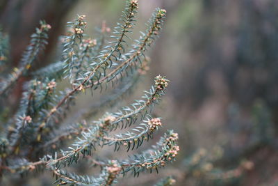 Close-up of flowering plant