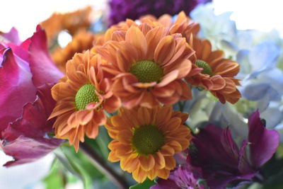 Close-up of flowering plant