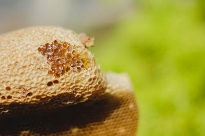 Honeycomb with sweet honey. yellow honeycomb just taken from beehive