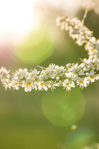 Close-up of white flowering plant