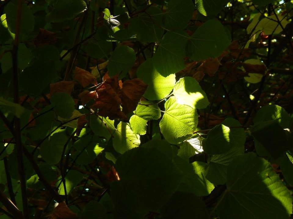 LOW ANGLE VIEW OF TREE