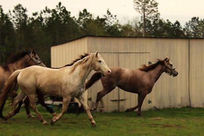 Horses standing in ranch