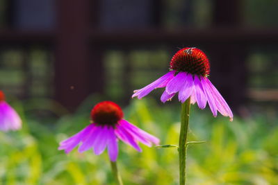 Close-up of purple flower