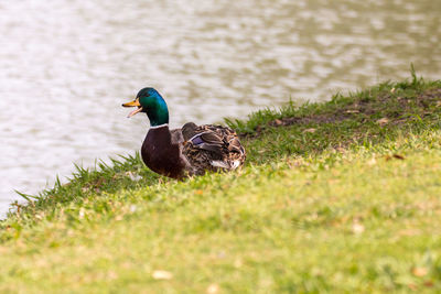 Close-up of bird on grassy field