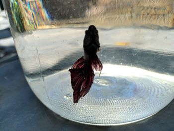 Close-up of a bird in water