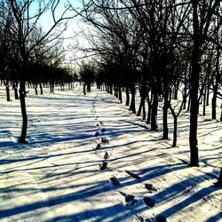 Trees on snow covered landscape