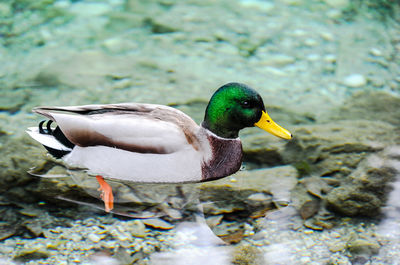 Close-up of mallard duck on rock