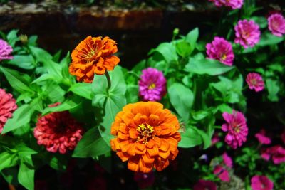 Close-up of orange flowers blooming outdoors