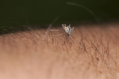 Close-up of insect on hand