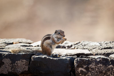 Close-up of squirrel on rock