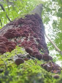Low angle view of moss on tree trunk