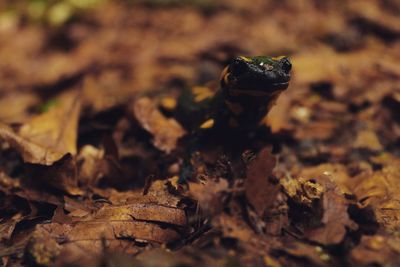 Close-up of frog on land