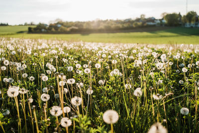 Close-up of flowering plants growing on field