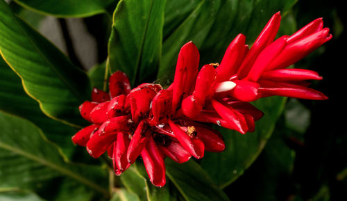 Close-up of red flower