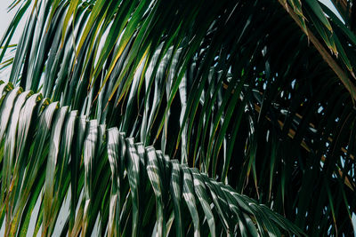 Full frame shot of palm leaves