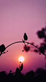 Low angle view of silhouette pink flowers against sky at sunset