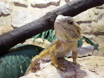 Close-up of bearded dragon on rock