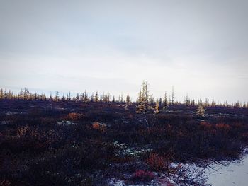 Plants growing on land against sky