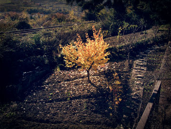 Plants and trees on landscape