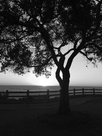 Silhouette tree on beach against sky