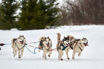 Running husky dog on sled dog racing. winter dog sport sled team competition. husky dog in harness