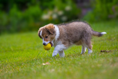 Shetland sheepdog puppy carrying yellow ball in mouth on grassy field