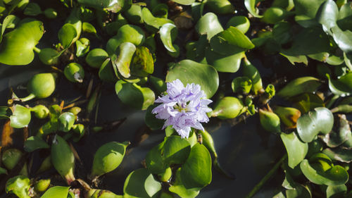 Close-up of purple flowering plants