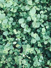 Full frame shot of plants growing on field