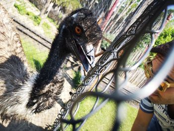 Close-up of a bird